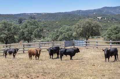 Una ganadería de toros bravos en la zona de Bailén (Jaén).