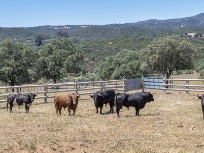 Una ganadería de toros bravos en la zona de Bailén (Jaén).