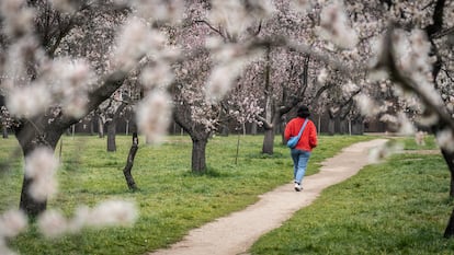 Almendros en flor en la Quinta de Los Molinos.
