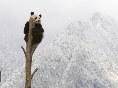 Un oso panda encaramado a un árbol en las montañas de Sichuan, en China.