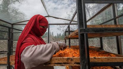 Fiza Rasol con albaricoques secos en el valle de Skardu, en Pakistán.