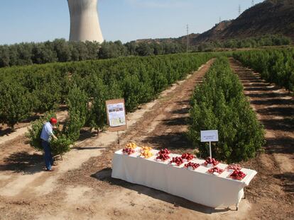 Experimentos frutales junto a la nuclear de Ascó