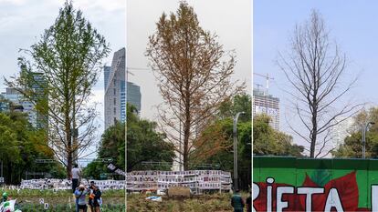 En una serie de fotografías, el ahuehuete cuando recién llegó al Paseo de la Reforma, la segunda, una semana después de ser trasplantado y la tercera, el domingo pasado.