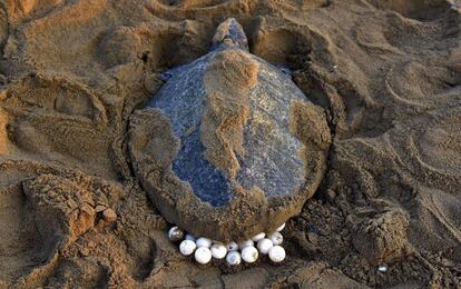 Una tortuga marina de la especie Golfina (Lepidochelys olivacea) pone sus huevos en la arena de la playa de Rushikulya, en la India. Miles de tortugas han comenzado a llegar a la costa de la Bahía de Bengala para dejar sus huevos en la playa, uno de los tres lugares de anidación más importantes de la India.