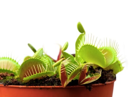 Venus flytraps were used by the researchers to test their model.