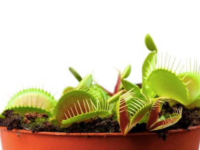 Artificial neurons command Venus flytrap