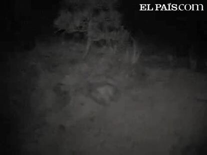 El primer vídeo de Sarah Fincher para el libro 'Skeleton Creek'