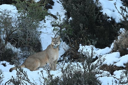 El Parque Nacional Torres del Paine tiene la mayor densidad mundial de pumas, entre 5 y 7 individuos por cada 100 kilómetros cuadrados.