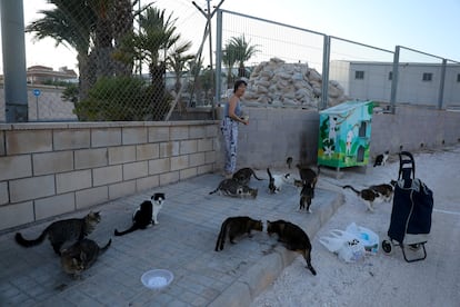 Colonia de gatos en Elche, donde mataron a dos ejemplares el pasado mes.