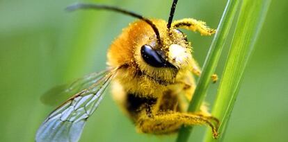 Las abejas, a estudio.