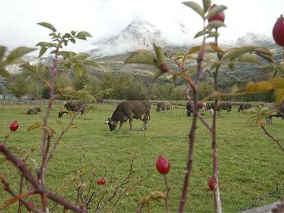 El color rojo fuerte de los escaramujos (frutos del rosal silvestre) enmarca a las vacas paciendo en una pradera de la comarca leonesa de Babia.
