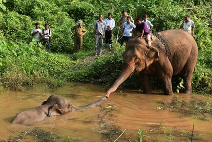 Forestales utilizan un elefante domesticado para rescatar a un elefante herido que cayó en un estanque en el Santuario de Vida Silvestre Amchang en las afueras de Guwahati, India.