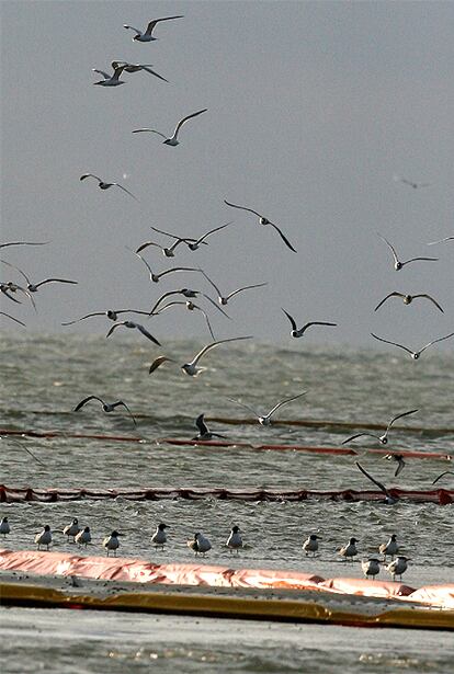 Decenas de aves se acercan a la orilla de la isla Breton Sound, en el Golfo de México, rodeadas por flotadores de contención.