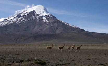 Llamas en el monte Chimborazo (Ecuador).