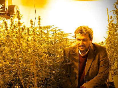 El científico Darío Andrinolo observa la floración de las especies de cannabis bajo investigación.