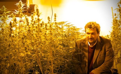 El científico Darío Andrinolo observa la floración de las especies de cannabis bajo investigación.