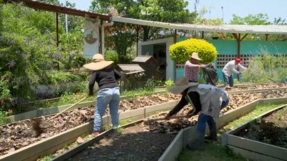 Un grupo de vecinas voluntarias trabaja en un jardin urbano en Tlajomulco, en mayo 2024.