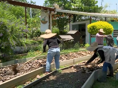 Un grupo de vecinas voluntarias trabaja en un jardin urbano en Tlajomulco, en mayo 2024.