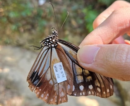 Ejemplar de mariposa 'Parantica sica' capturado en Hong Kong, con la pegatina en el ala.