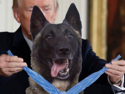 Captura de pantalla de una imagen compartida por Donlad Trump con el perro Conan en su cuenta de Twitter.