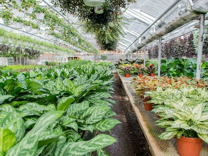 Un invernadero de producción de plantas de interior con distintas especies.