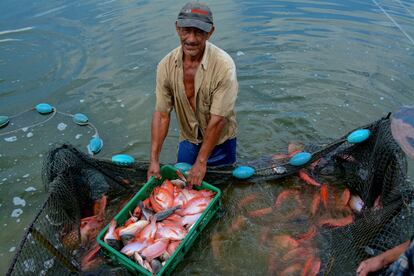 Carlos Vitonco trabaja en la finca que Luis Ignacio Libreros tiene en la zona baja de Ginebra, a unos 40 kilómetros de Cali (Valle del Cauca).