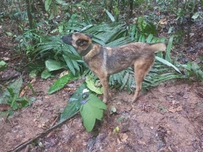 Wilson durante la búsqueda de los cuatro menores en las selvas entre Guaviare y Caquetá.