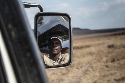 El guía de safari keniano, Sammy Ndambuki, busca algún felino en la inmensidad del Parque Nacional del Masái Mara, en el suroeste de Kenia, mientras realiza un safari con un grupo de residentes. Como consecuencia de la pandemia global de la covid-19, la mayoría de personas que este año se han desplazado al Masái Mara para presenciar la Gran Migración son locales o residentes en el país.  