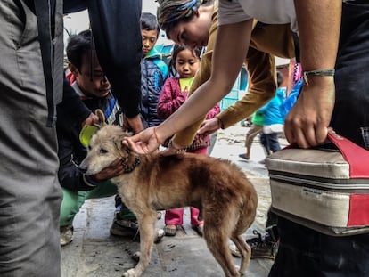 Estudiantes españoles tratan a un perro callejero en Katmandú.