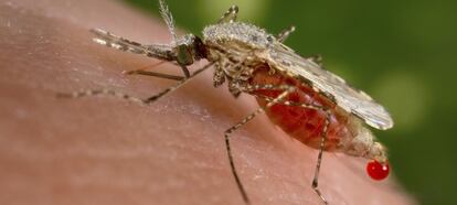 Mosquito Anopheles, el vector del parásito de la malaria
