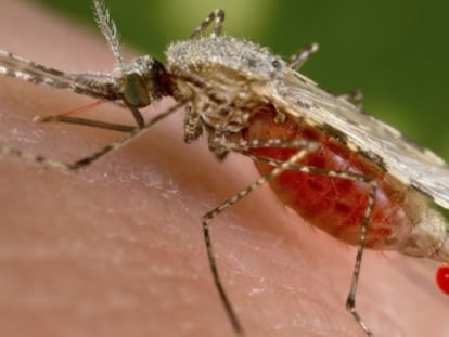 Mosquito Anopheles, el vector del parásito de la malaria