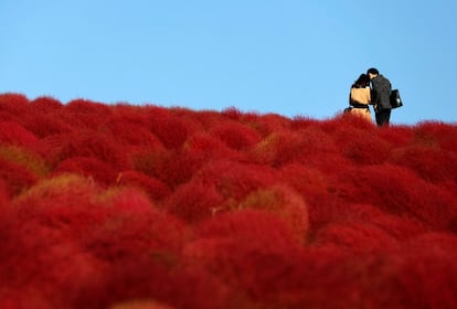 Una pareja pasea por una pradera cubierta de Kochia scoparia, en Hitachinaka (Japón), el 22 de octubre de 2018.