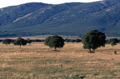 El parque nacional de Cabañeros es uno de los 15 de la red de Parques Nacionales​ de España.