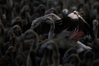 En total han sido unos 600 los pollos anillados, una actividad con la que la Junta de Andaluca posibilita los seguimientos individuales de estas aves y estudia diferentes aspectos de la biologa de esta especie.