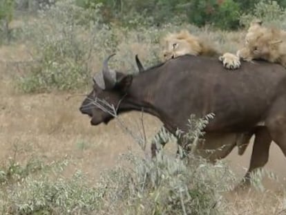 Una manada de búfalos acudió al rescate de un ejemplar acosado por dos leones