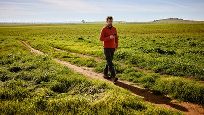 Daniel Trenado ha retomado el oficio de su abuelo en las tierras de la familia, pero con cultivos nuevos: olivos y pistachos. Abajo a la derecha,