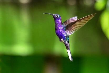 A violet sabrewing in Monteverde national park.