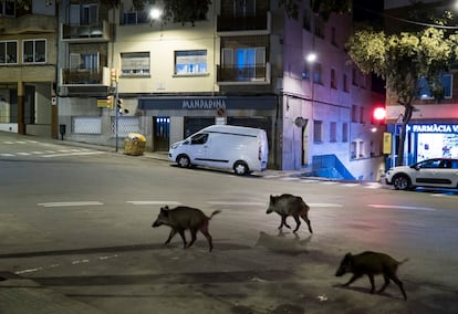 Tres jabalíes en una calle de Vallvidriera, en una imagen tomada en 2021. / GIANLUCA BATTISTA