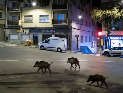 Tres jabalíes en una calle de Vallvidriera, en una imagen tomada en 2021. / GIANLUCA BATTISTA