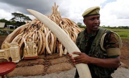 Un ranger sostiene un colmillos de elefante junto a una montaña de marfil confiscada para ser quemada.