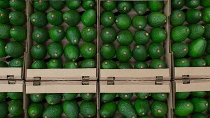 Cajas de aguacates, en una imagen de archivo.