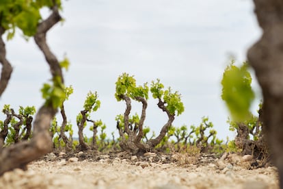 Cepa vieja de garnacha en la parcela Malayeto de Vi?a Zorzal en Fitero, Navarra.