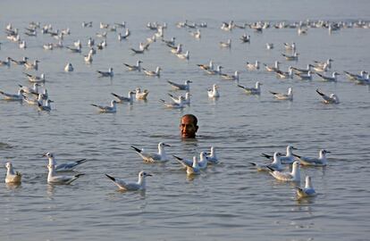 Un hombre nada en las aguas del mar Arábigo entre una bandada de gaviotas en Bombay (India).