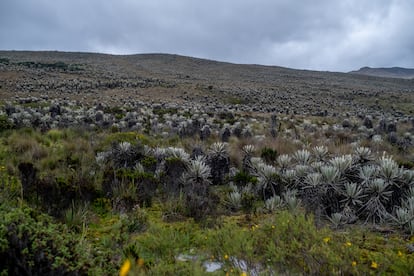 Páramo de Sumapaz