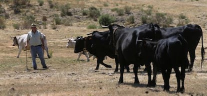 El ganadero Jesús González Veneros, en Hoyos del Espino (Ávila)