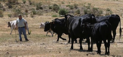 El ganadero Jesús González Veneros, en Hoyos del Espino (Ávila)