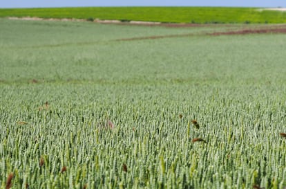 Campos de trigo en Villarmentero de Esgueva (Valladolid) que Nestlé utiliza para elaborar sus papillas infantiles.