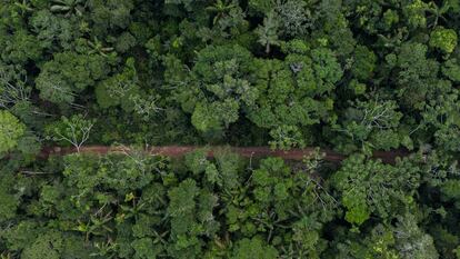 Camino hecho por campesinos indígenas en el Parque Nacional Natural de Chiribiquete (Colombia), fotografiado en marzo de 2022.