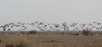 El espacio natural de Doñana forma parte de la Red Natura 2000.