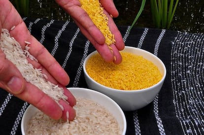 El arroz dorado aporta cantidades significativas de vitamina A